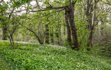 Obraz premium Springtime walk through woodland along the Trent and Mersey canal, Chehsire, UK