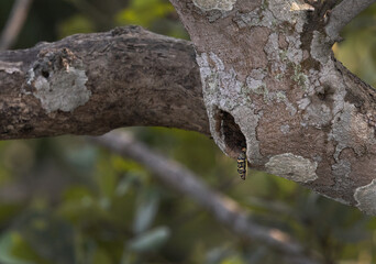 Fototapeta premium Ornate Flying Snake in tree hollow at Sundarban tiger reserve, India