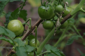 Tomato plant infected with late blight (phytophthora), showing dark lesions on the stem and leaves, illustrating plant disease and crop damage. Selective focus.