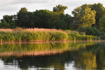 Obraz premium Landscape with lake, trees and reeds in the foreground