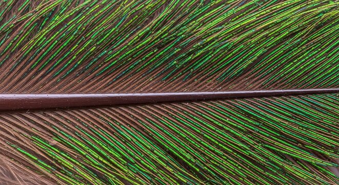 Extreme macro of iridescent peacock feather barbules showing detailed structure.