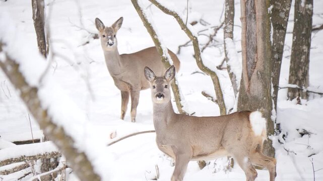 Slow motion: Roe deer couple standing alert and walking in snowy alpine forest pawing the ground. Wildlife winter scene in Italian Alps, natural behavior captured in 4K
