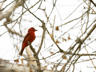 Summer tanager perched in a tree in Arizona