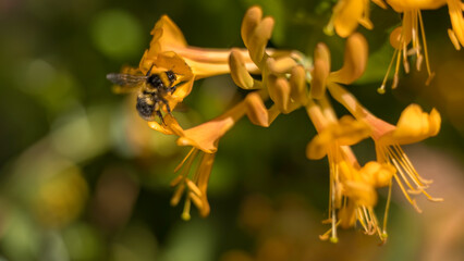 Aufnahme einer Hummel welche eien Blüte anfliegt, die von der Gold-Geißblattpflanze. © Mike