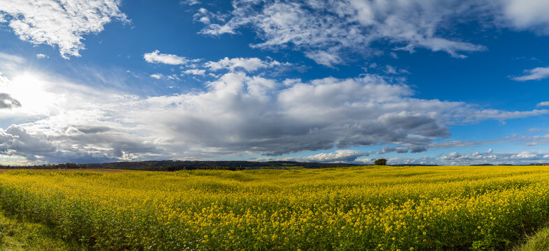 Panoramaaufnahme eines gelbbl&uuml;henden Rapsfeldes mit sch&ouml;nem Wolkenhimmel.