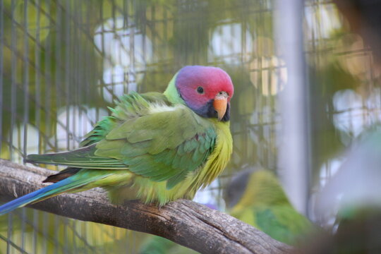 A Plum-headed Parakeet at a local zoo