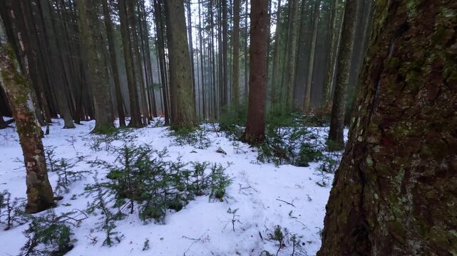 Winter Spruce Forest in the Carpathian Mountains