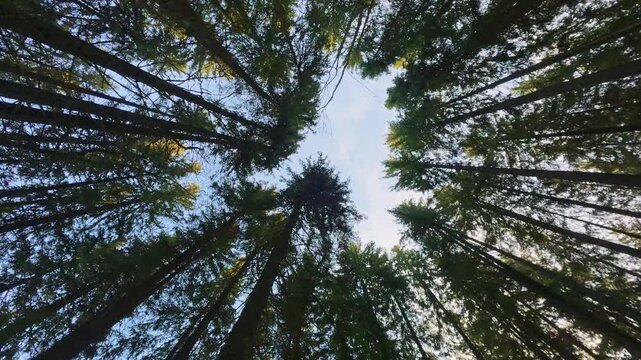 Towering Forest Canopy Reaching for the Sky