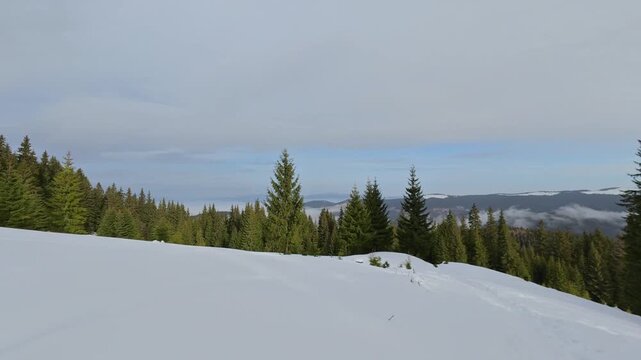 Winter Spruce Forest in the Carpathian Mountains