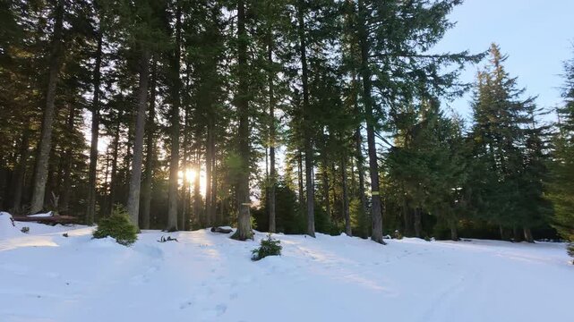 Winter Spruce Forest in Mountains