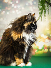 Profile portrait of a beautiful tricolor cat against a bokeh background. © Nataliya