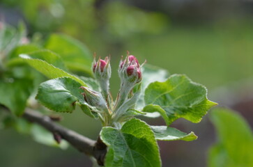 Pąki kwiatowe jabłoni wiosną © Ewa