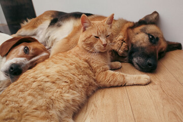 Group of domestic pets with a ginger cat sitting between two sleeping dogs on a floor.