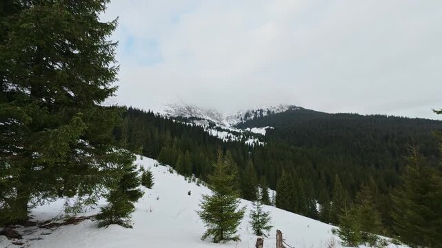 Winter Spruce Forest in the Carpathian Mountains