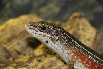 Obraz premium A yellow-throated plated lizard at a local zoo