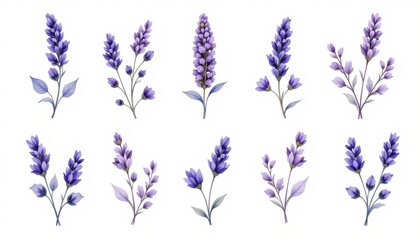 Fototapeta premium Elegant Lavender Sprigs Soft Watercolor Arrangement