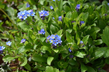 Niezapominajki (Myosotis) w ogrodzie wiosną © Ewa