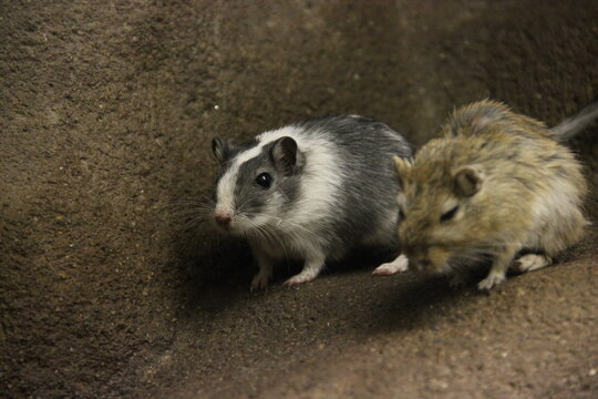 A Mongolian jird at a local zoo