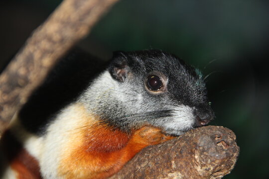A Prevost's squirrel at a local zoo