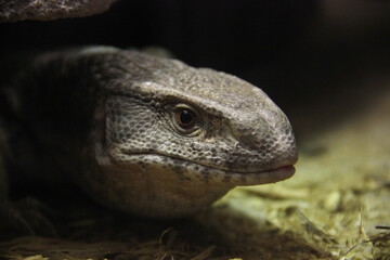 Obraz premium A savannah monitor at a local zoo