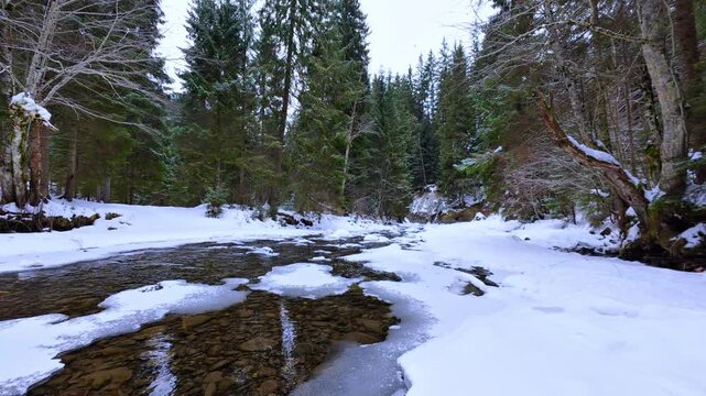 Pristine Winter Mountain River in the Carpathian Forest