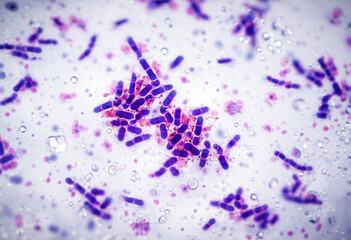 bacteria seen under a microscope