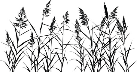 Wild reed and cattail silhouettes, marsh grass botanical collection, black wetland plants border isolated for nature landscape design © Creative Soul