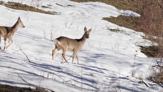 Slow motion: Roe deer couple standing alert and walking in snowy alpine slope. Wildlife winter scene in Italian Alps, natural behavior captured in 4K