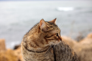 Tabby cat sitting on coastal rocks by the sea, looking sideways with calm expression, closeup portrait of stray feline near water