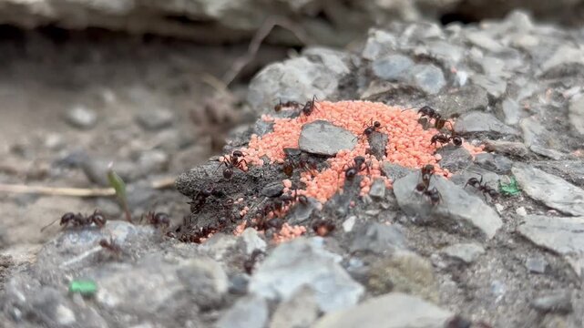 Ants swarming around orange bait on rough gravel ground. Concept of pest control, ant infestation, insect extermination and home garden treatment.