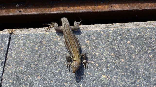 Small lizard basking on warm sunlit tiles in Tenerife, showing the island&rsquo;s characteristic subtropical wildlife and the everyday encounters travelers experience across the Canary Islands