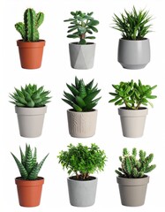 Fototapeta premium Green potted house plants isolated on white, set 