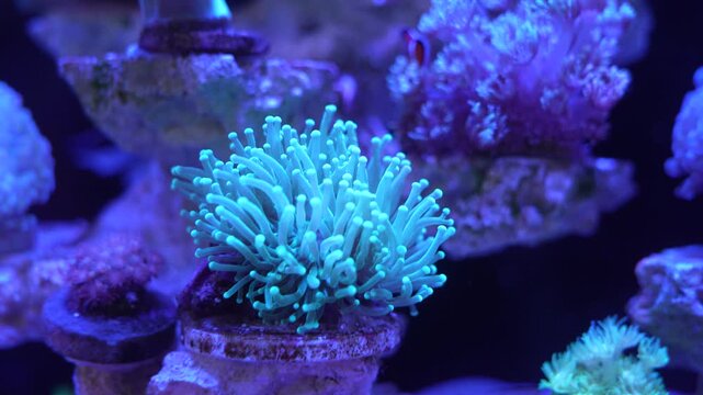 feeler of actinia or sea anemone in sea with coral Reef in Sunlightmarine aquarium.