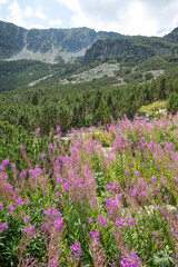 Obraz premium Landscape of Rila mountain near Granchar Lake, Bulgaria