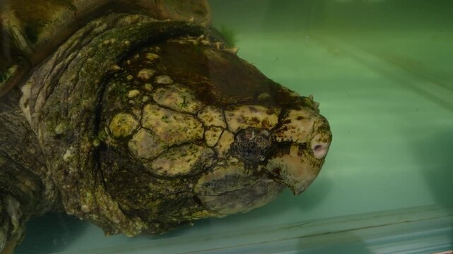 Snapping turtle ( Chelydra serpentina ) is creeping and raise head in water background . 