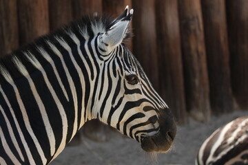 A Burchell's zebra at a local zoo © Matt