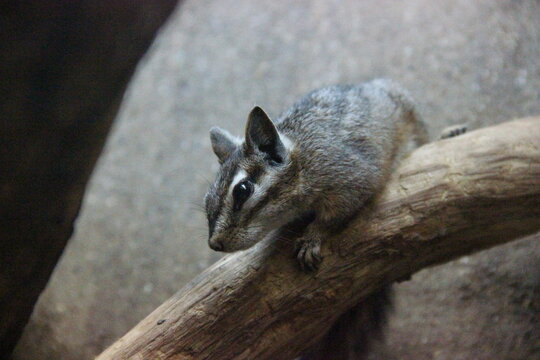 A Cliff chipmunk at a local zoo