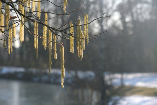 Bl&uuml;ten der Haselnuss im Winter