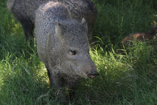 A Collared Peccary at a local zoo
