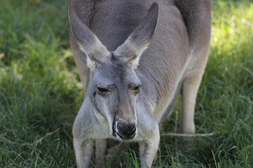 A Red kangaroo at a local zoo © Matt