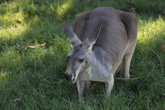 A Red kangaroo at a local zoo