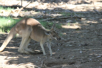 A Red kangaroo at a local zoo © Matt