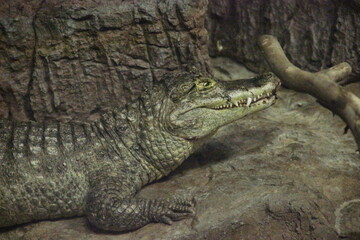 A Spectacled caiman at a local zoo