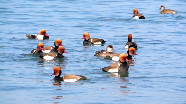 Slow motion of the red-crested pochard (netta rufina), group of males and females swimming together on the lake