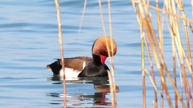 Slow motion of the red-crested pochard (netta rufina), while he swims calmly and arranges his feathers