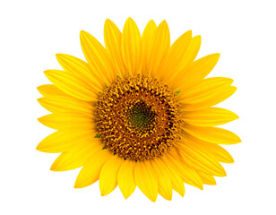 Vibrant Sunflower in Full Bloom Against a Clean White Background.