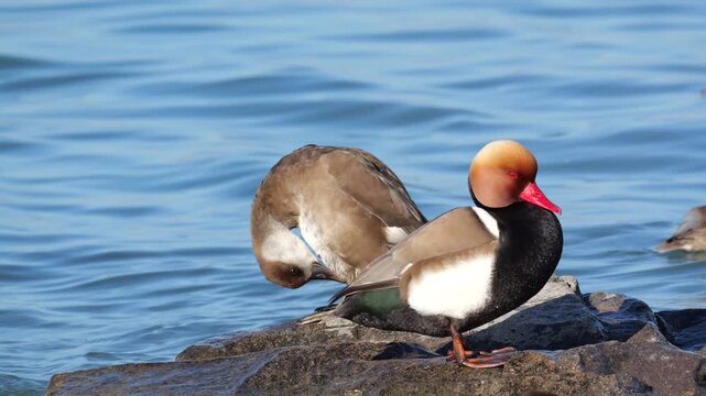Slow motion of the red-crested pochard (netta rufina), pair on the rocks to rest and arrange the plumage