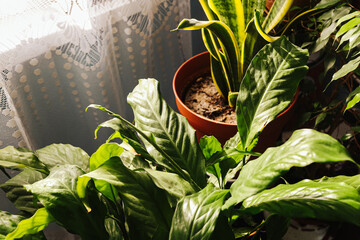 Sunlit houseplants on windowsill at home. Potted tropical foliage near window in apartment interior. Indoor greenery decor with natural light. Urban jungle lifestyle and botanical home design. © Paweł Michałowski