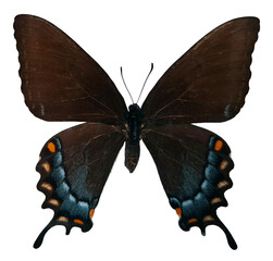 A black butterfly swallowtail Papilio glaucus is shown with wings open. This butterfly is isolated in a setting that emphasizes its form and colors.