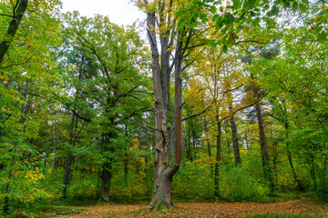 Fototapeta premium Tall gnarly tree with bracket fungi growing in dense autumn deciduous forest, carpet of yellow leaves on ground, natural woodland landscape, old trees and golden autumn.